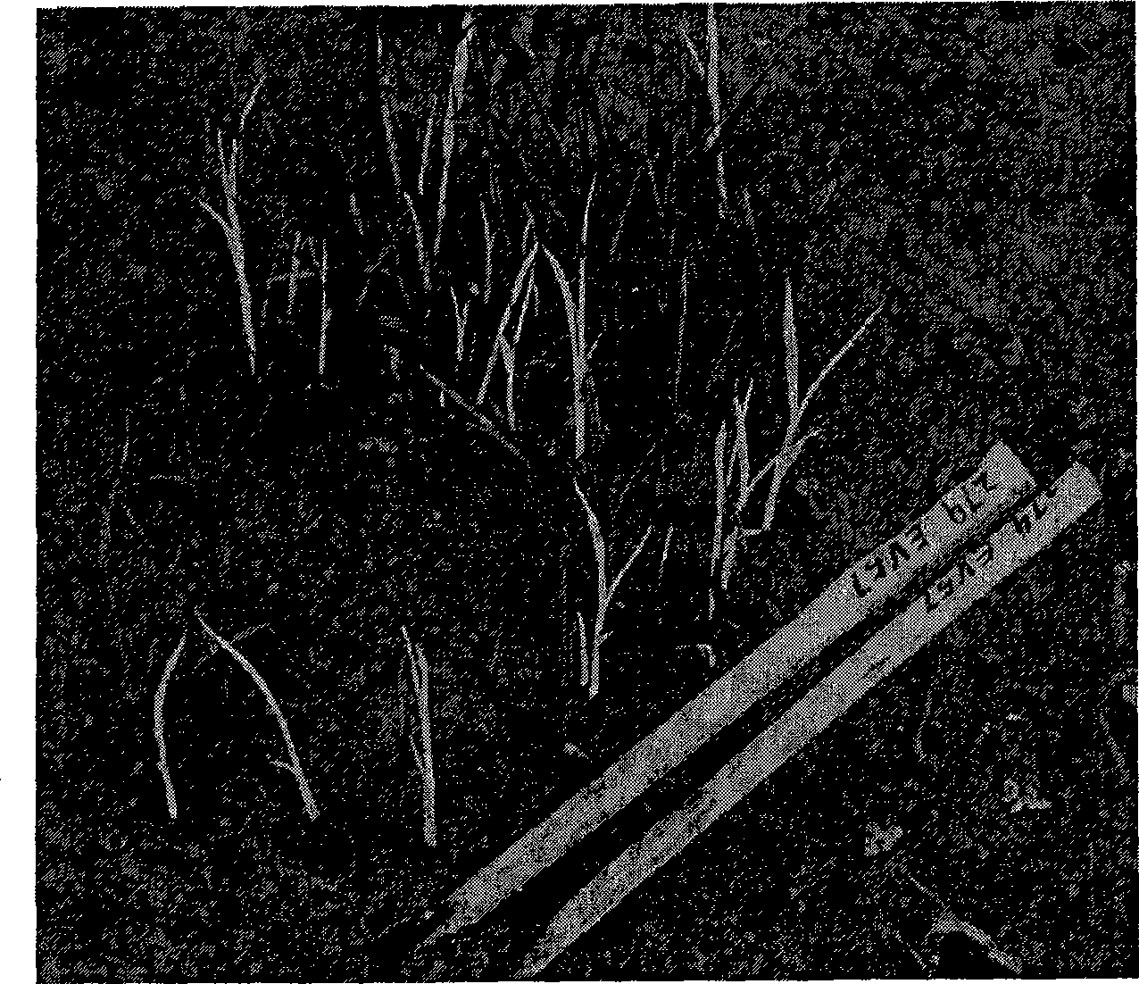 Method for appraising albino seeding gene type wound curing