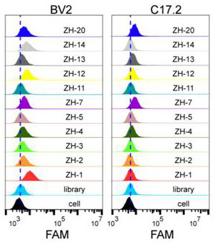 Nucleic acid aptamer for detecting microglial cells and application of nucleic acid aptamer