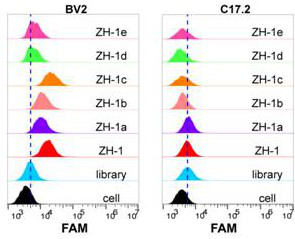 Nucleic acid aptamer for detecting microglial cells and application of nucleic acid aptamer