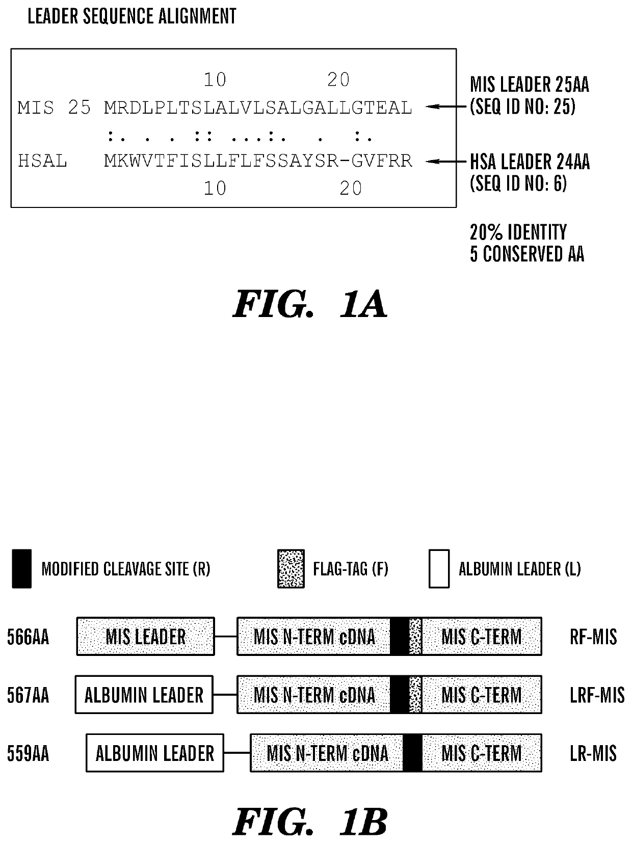 Modified Mullerian inhibiting substance (MIS) proteins and uses thereof for the treatment of diseases