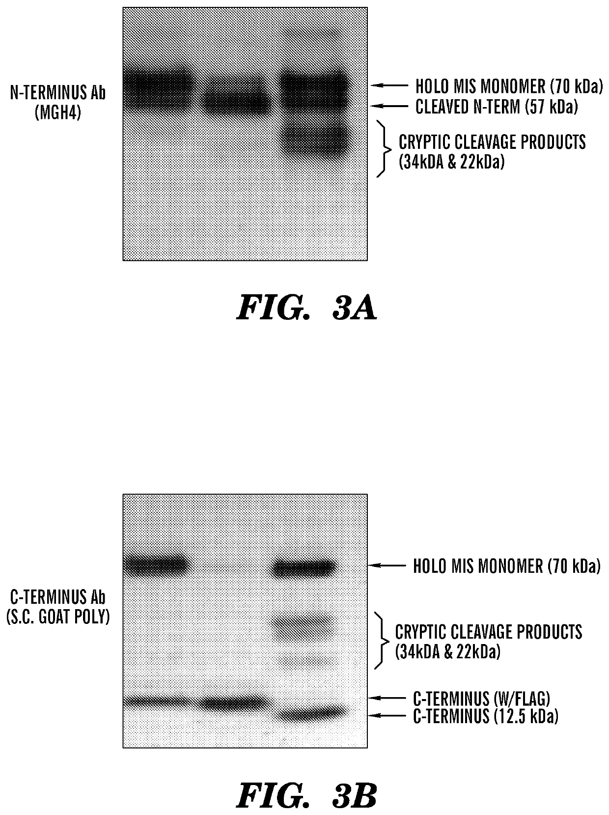 Modified Mullerian inhibiting substance (MIS) proteins and uses thereof for the treatment of diseases