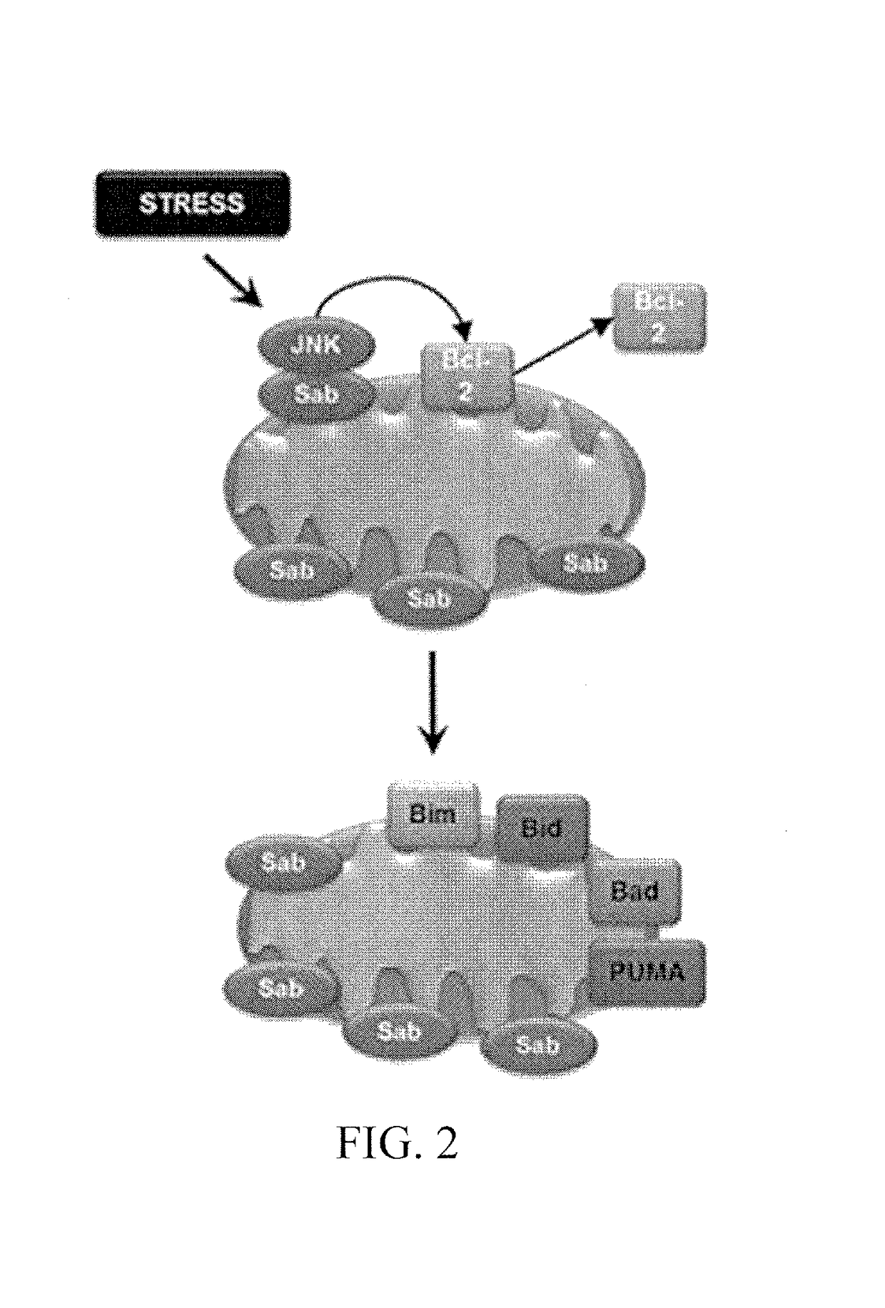 SAB as a biomarker for degenerative diseases and therapeutic sensitivity in cancers