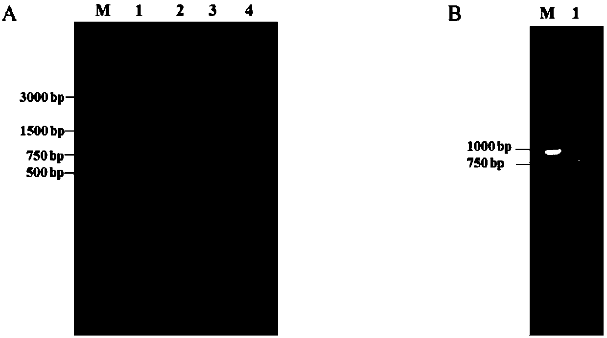 Gene associated with toxicity of Brucella and application of gene in evaluation of toxicity of Brucella and preparation of low-toxicity Brucella