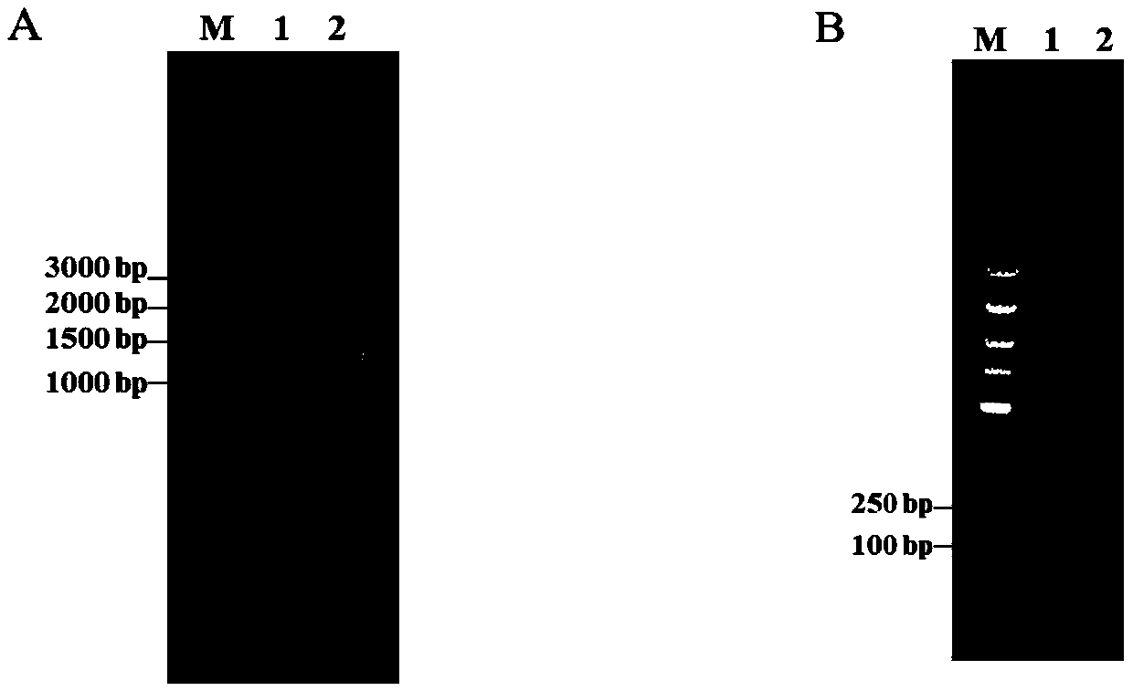 Gene associated with toxicity of Brucella and application of gene in evaluation of toxicity of Brucella and preparation of low-toxicity Brucella