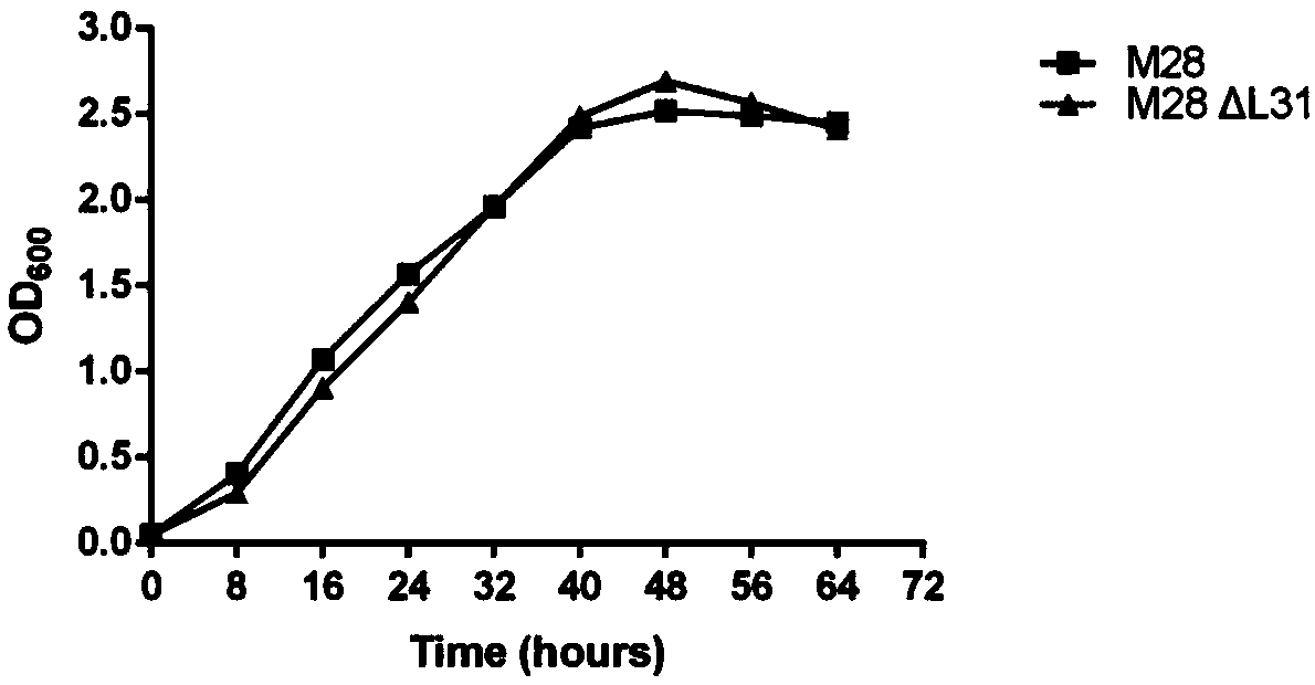 Gene associated with toxicity of Brucella and application of gene in evaluation of toxicity of Brucella and preparation of low-toxicity Brucella