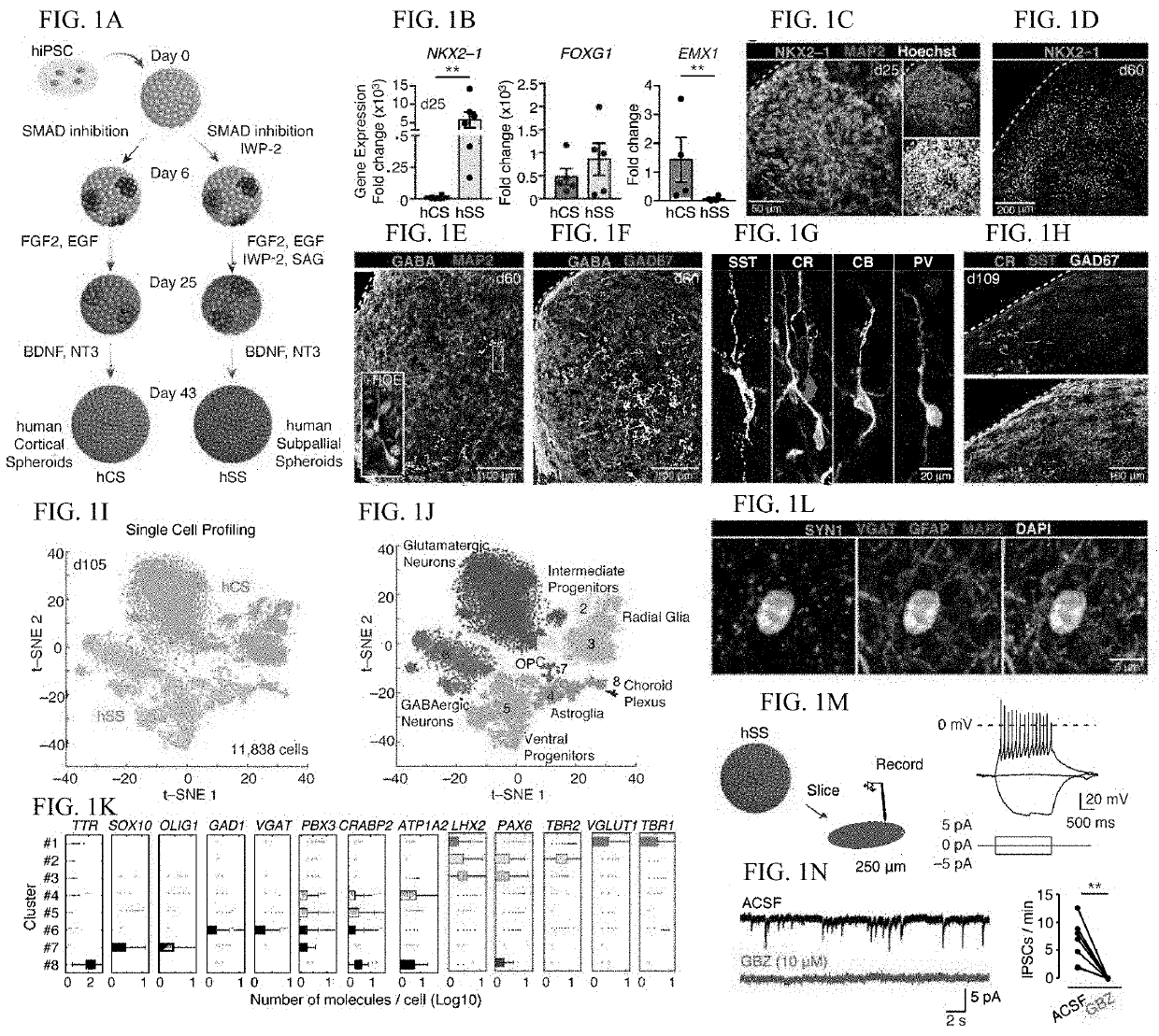 Assembly of functionally integrated human forebrain spheroids and methods of use thereof