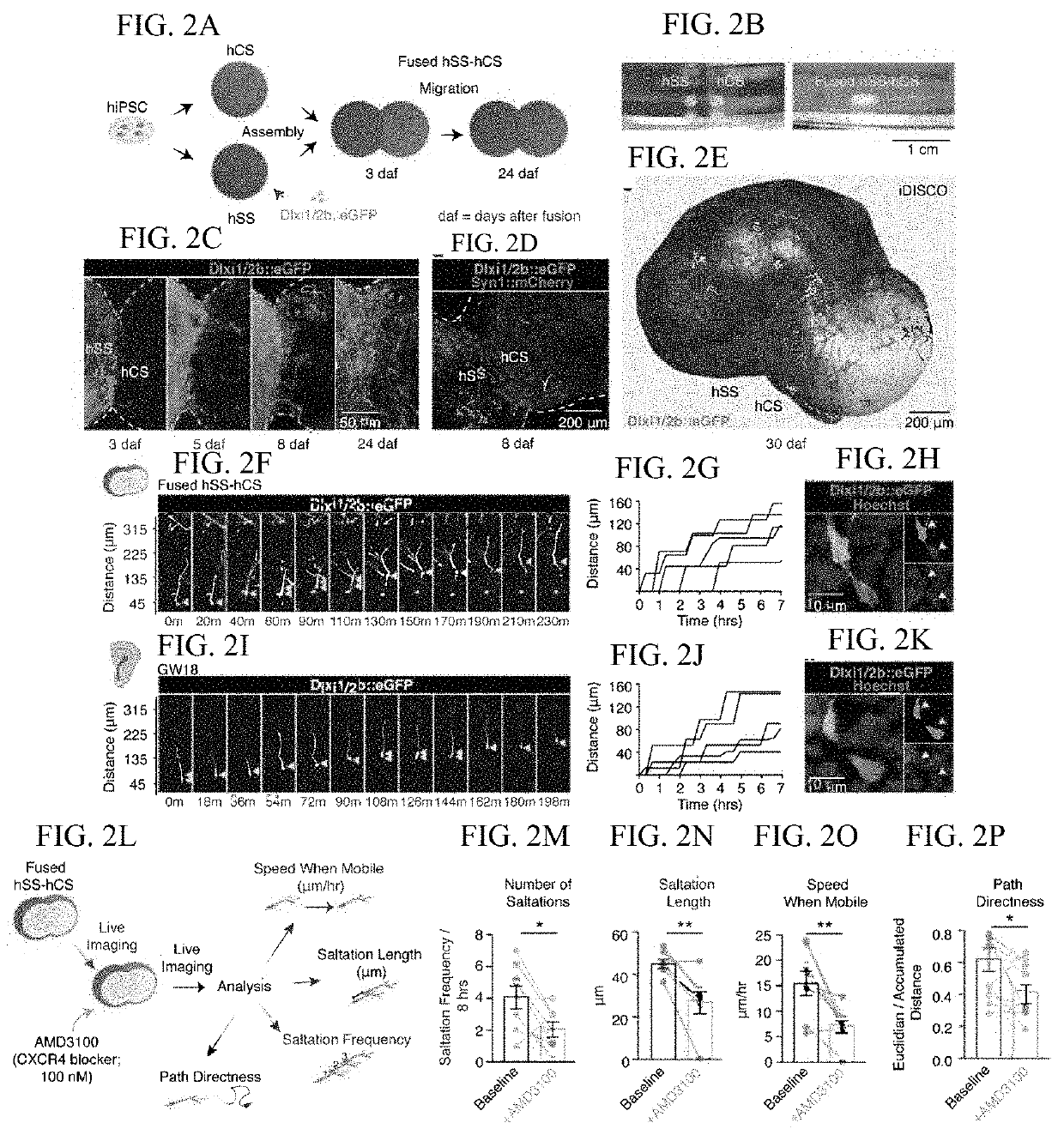 Assembly of functionally integrated human forebrain spheroids and methods of use thereof