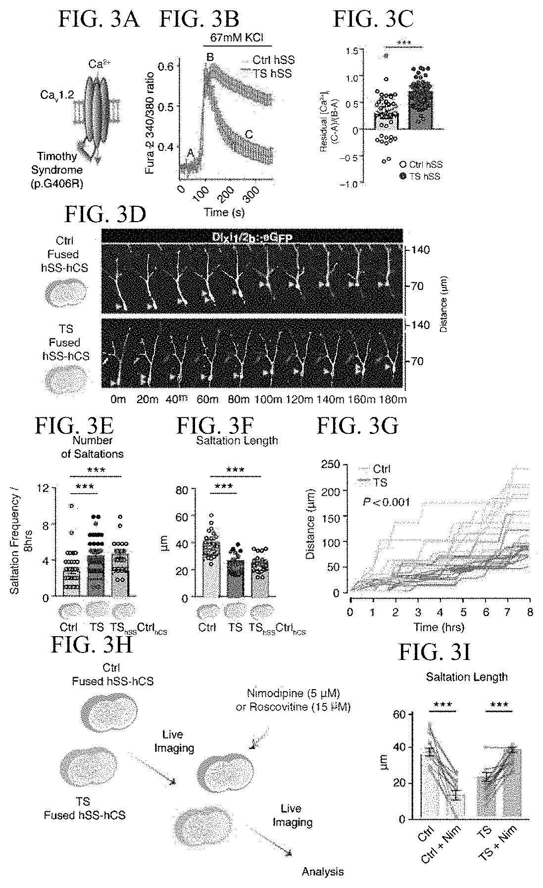 Assembly of functionally integrated human forebrain spheroids and methods of use thereof