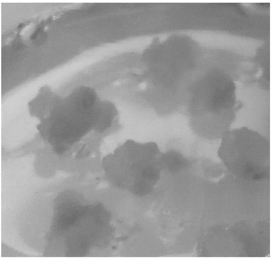 Induction method of nitraria loose embryonic callus