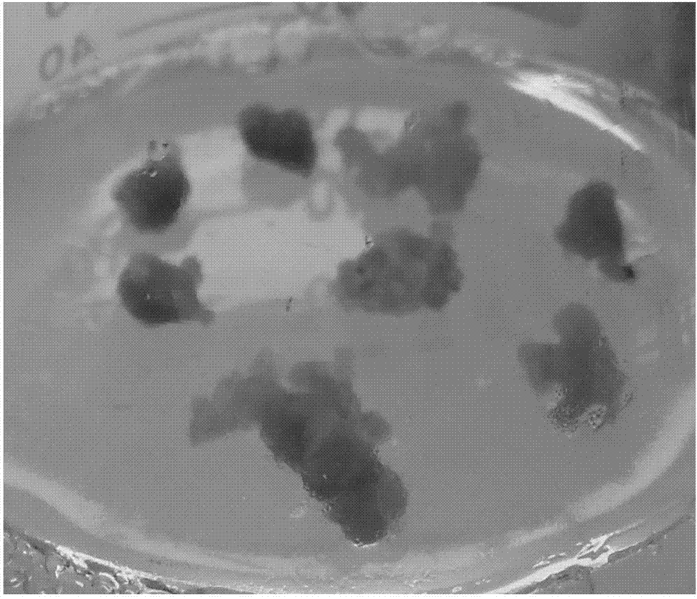 Induction method of nitraria loose embryonic callus