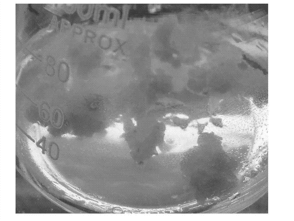 Induction method of nitraria loose embryonic callus