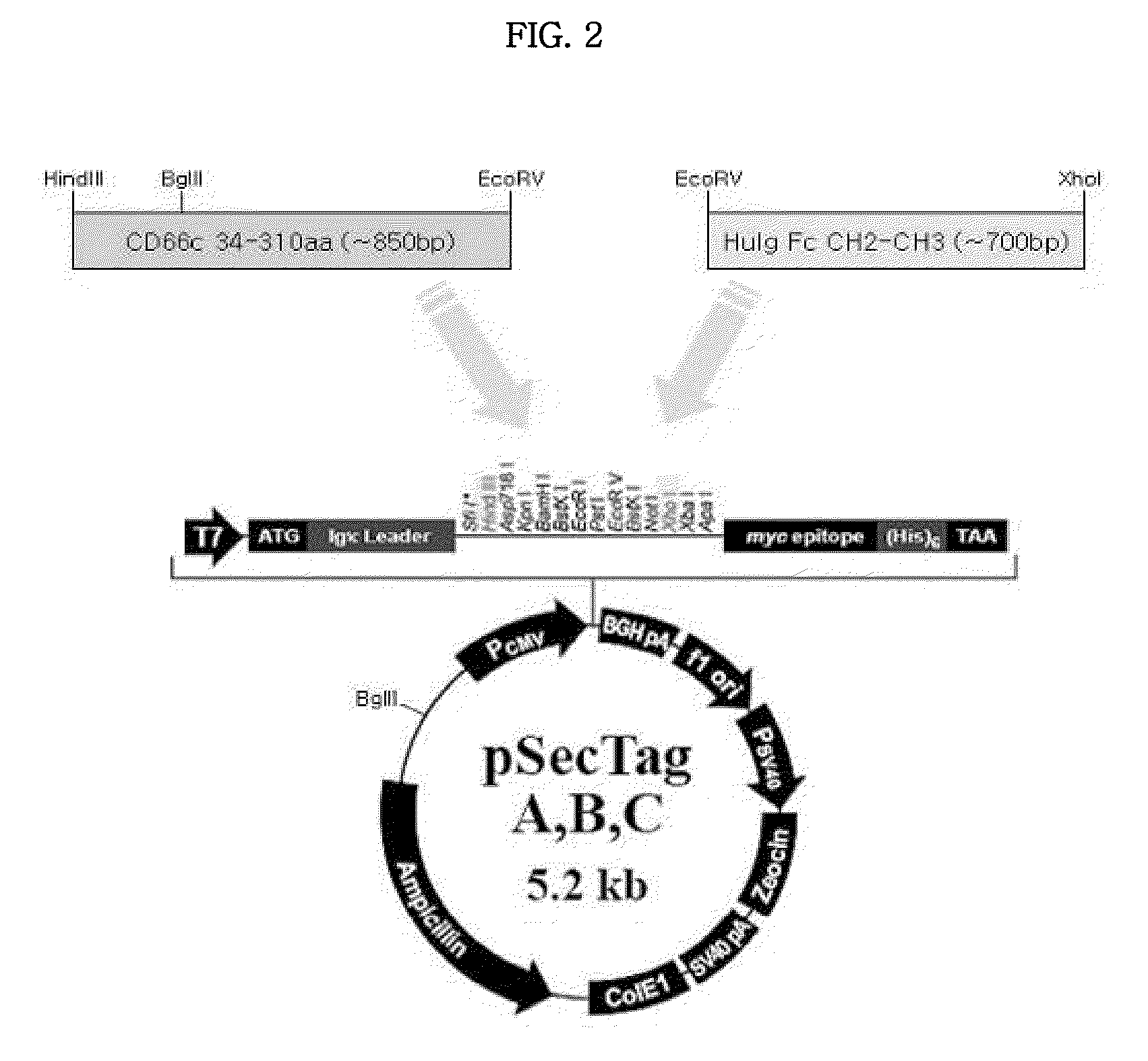 Epitope of cd66c specific to lung adenocarcinoma and antibody recognizing the same