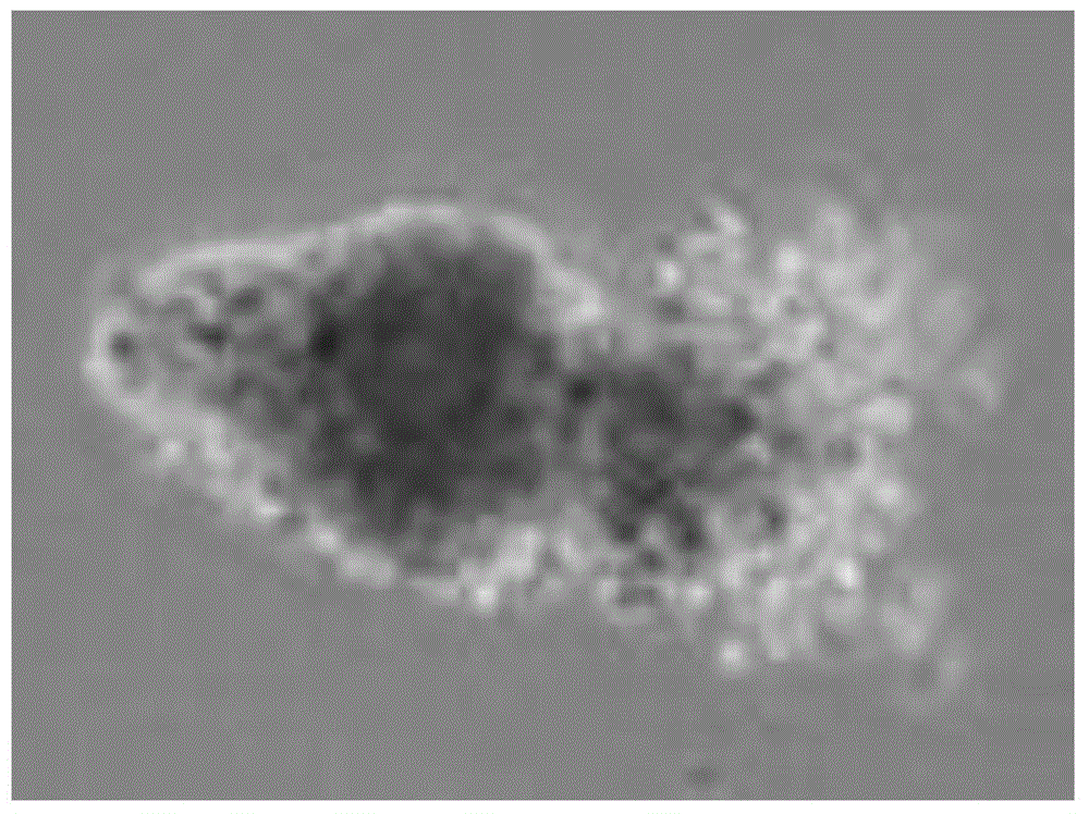 In-vitro separation and cultivation method of deer dermal papilla cells and application thereof