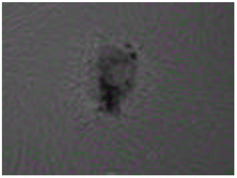 In-vitro separation and cultivation method of deer dermal papilla cells and application thereof