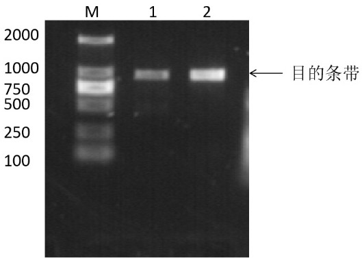 Transmembrane transduction method of low temperature lipase gene from marine microorganisms using ptd-tat