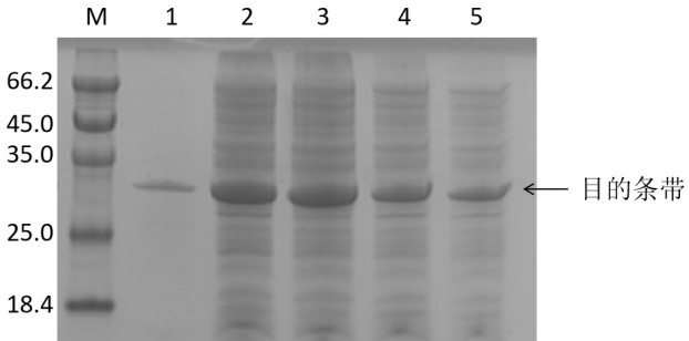 Transmembrane transduction method of low temperature lipase gene from marine microorganisms using ptd-tat