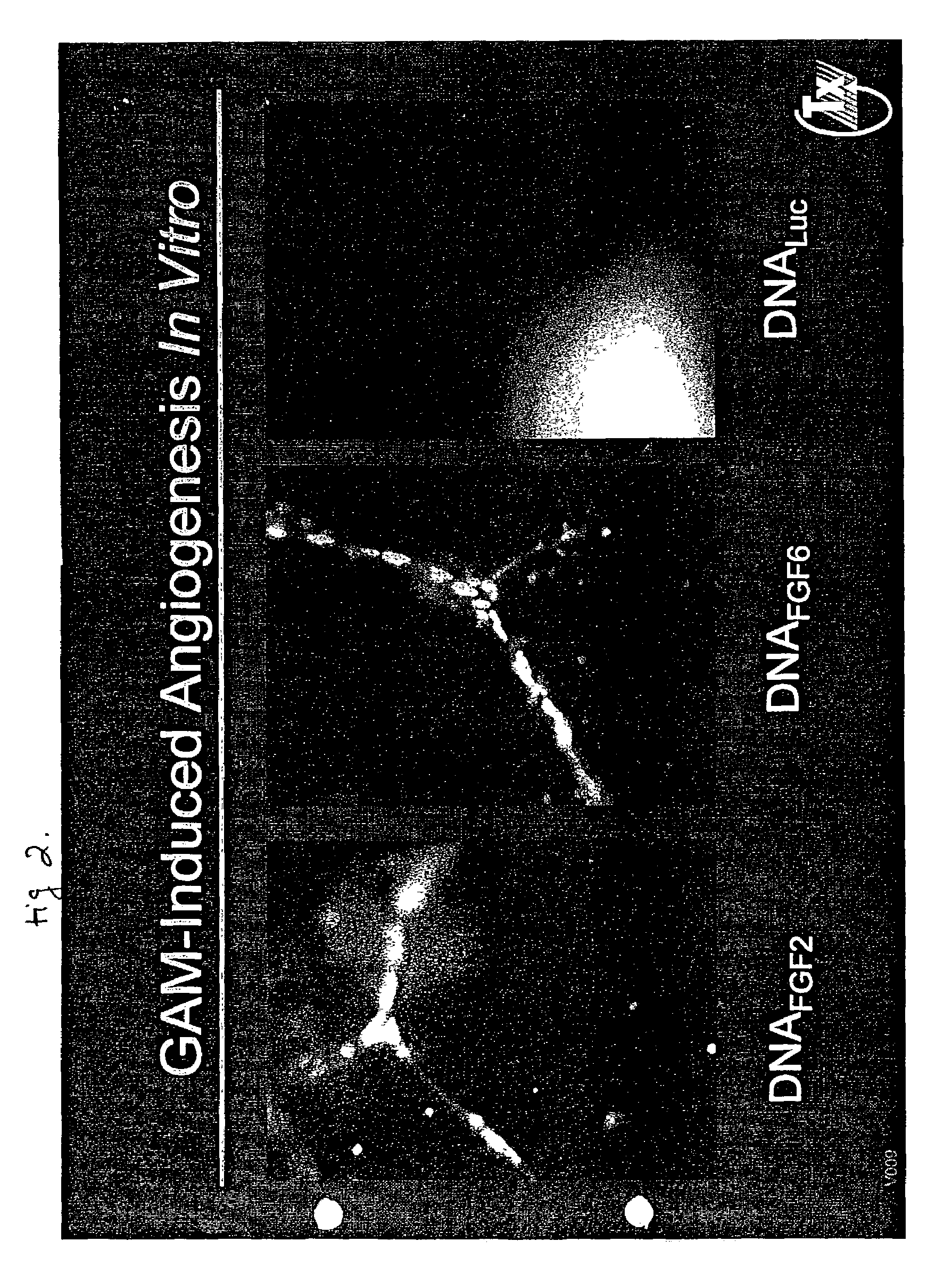 Traversal of nucleic acid molecules through a fluid space and expression in repair cells