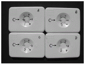 Dot immunogold filter kit for detecting IBR (infectious bovine rhinotracheitis) virus antibody and detection method thereof