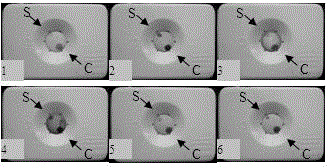 Dot immunogold filter kit for detecting IBR (infectious bovine rhinotracheitis) virus antibody and detection method thereof