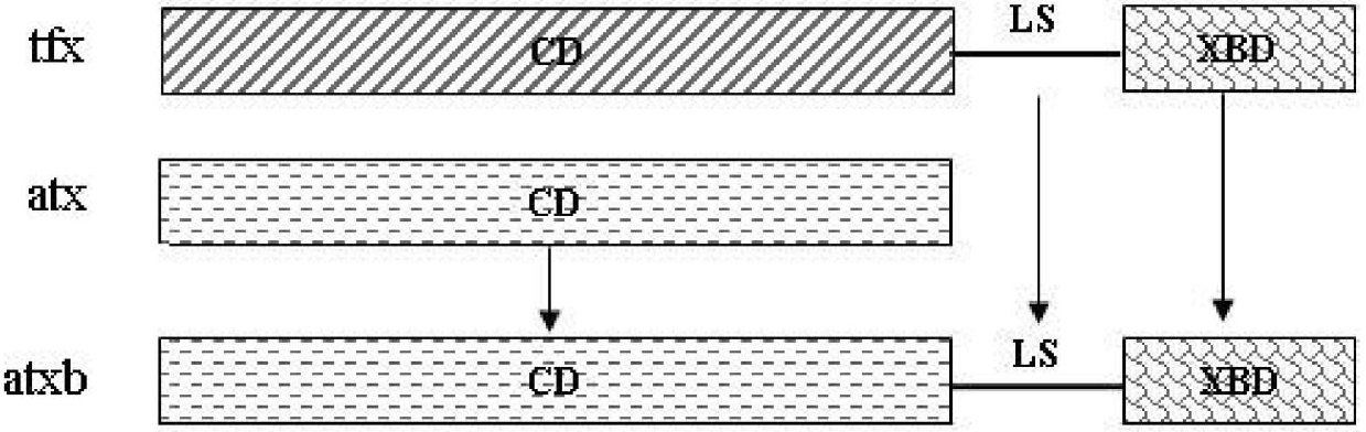 Preparation method of hybrid xylanase atxb