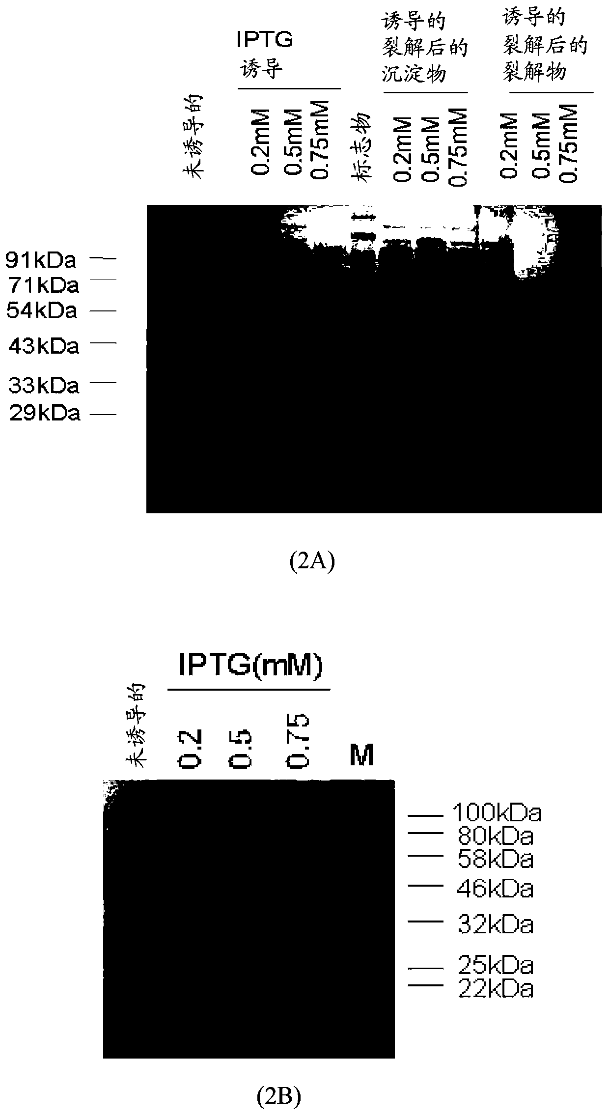 A synthetic polypeptide epitope based vaccine composition