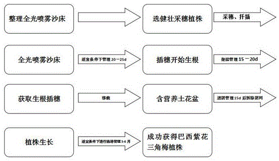 Propagation method of bougainvillea spectabilis brasiliensis in Liuzhou region