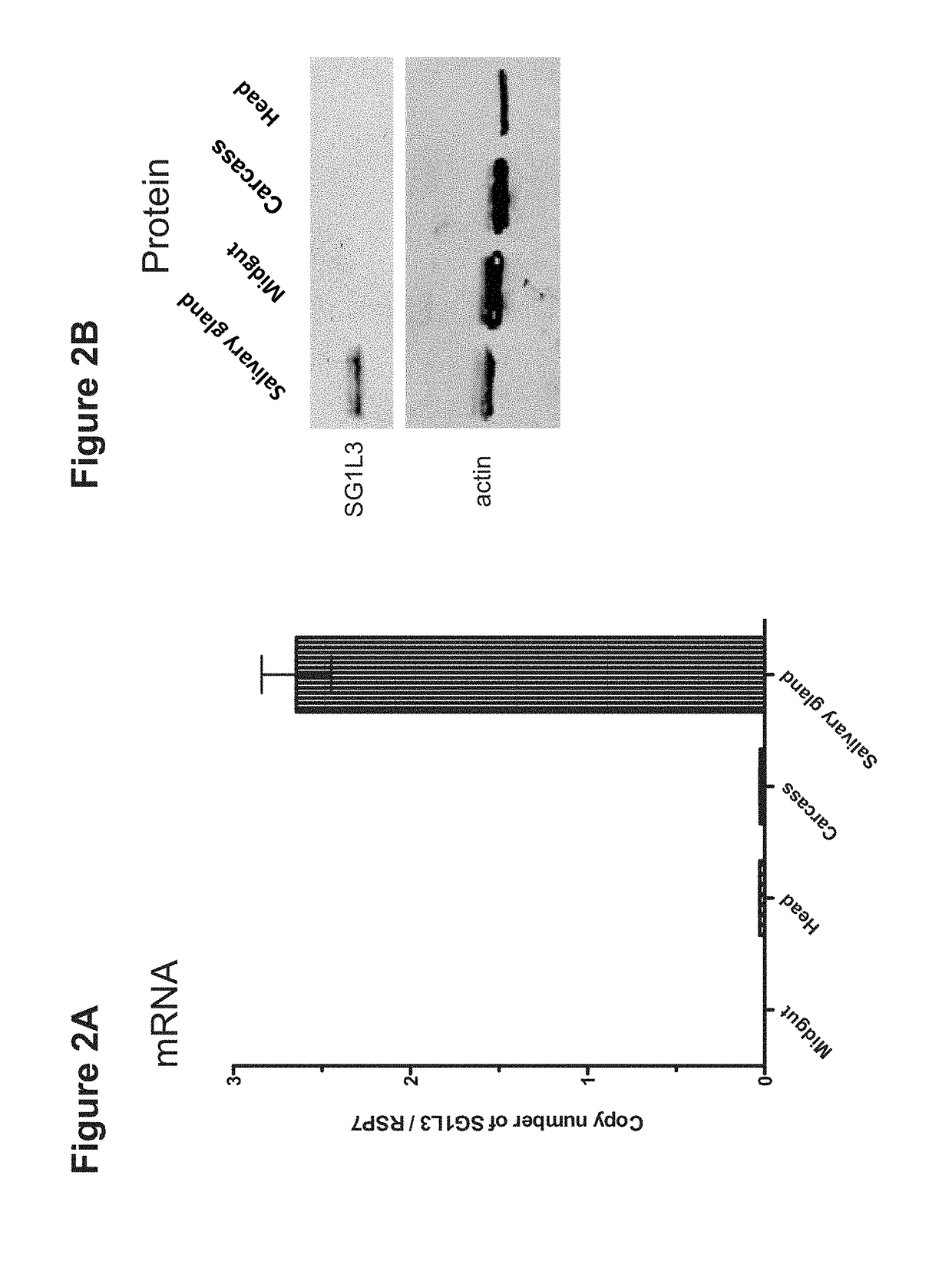 Mosquito Saliva Protein Malaria Vaccine