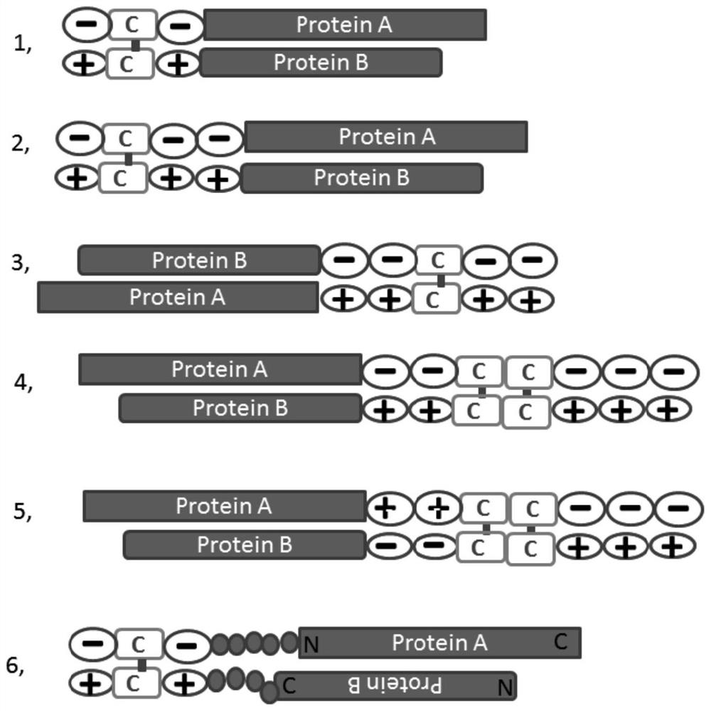 Zipper fastener structure for promoting formation of protein dimer and application of zipper fastener structure