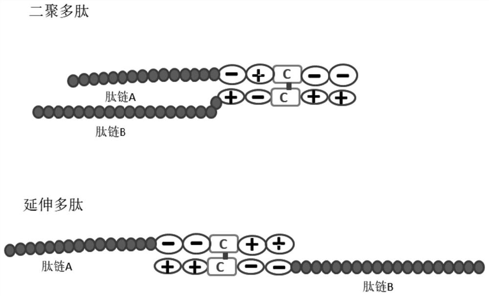 Zipper fastener structure for promoting formation of protein dimer and application of zipper fastener structure