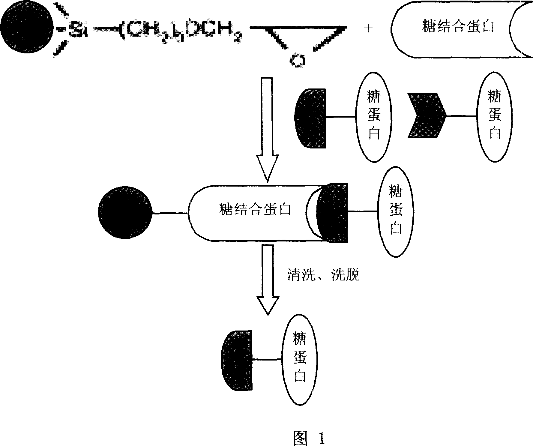 Method for enriching and purifying glycosylation protein