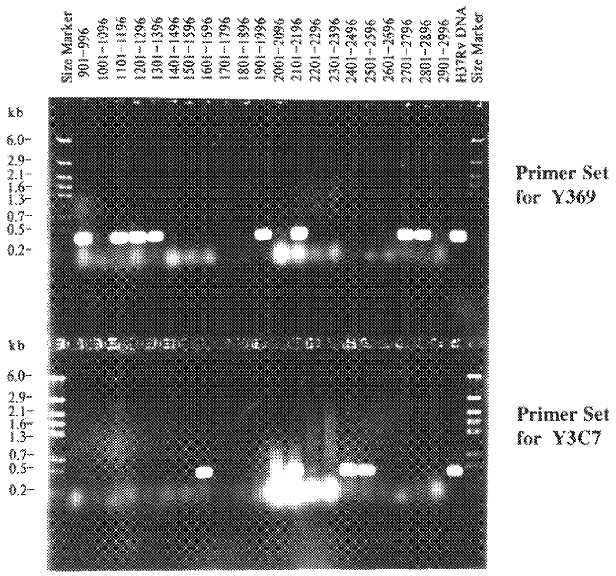 Method for isolating a polynucleotide of interest from the genome of a mycobacterium using a BAC-based DNA library application to the detection of mycobacteria