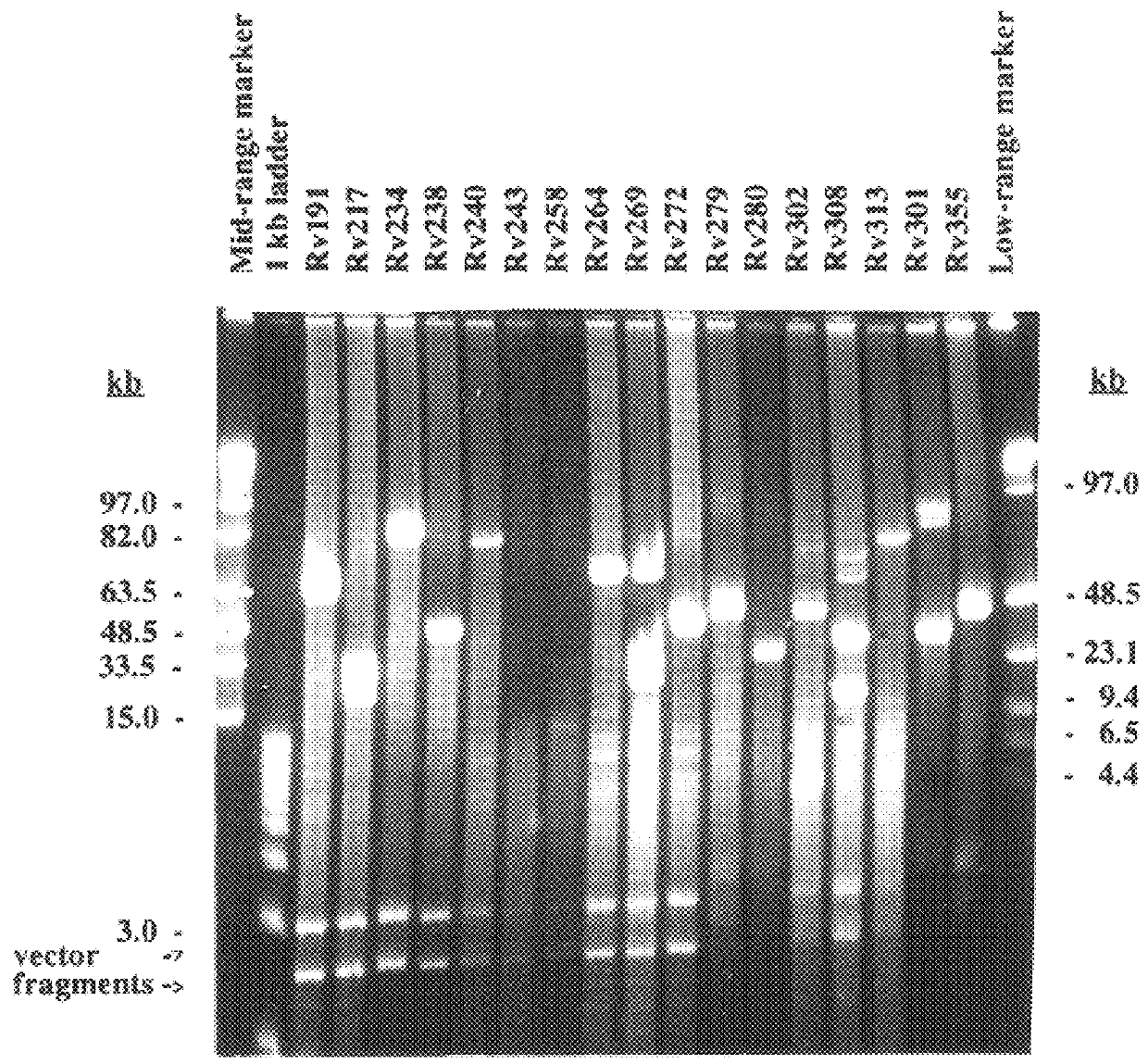 Method for isolating a polynucleotide of interest from the genome of a mycobacterium using a BAC-based DNA library application to the detection of mycobacteria