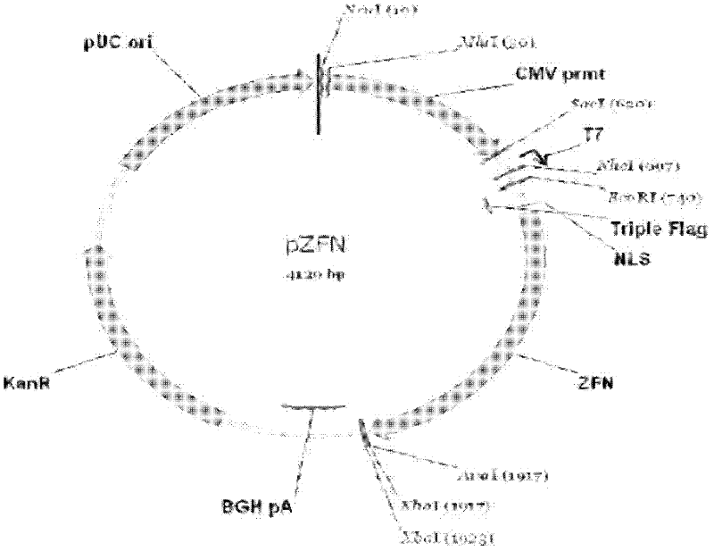 Zinc finger nuclease knockout specific target site of myostatin gene