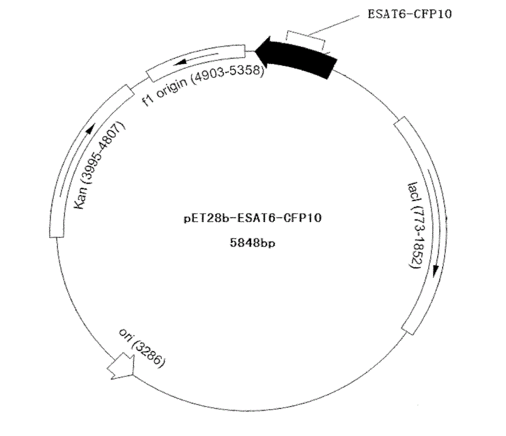 Whole blood INF-gamma specific antigen protein and preparation method and application thereof