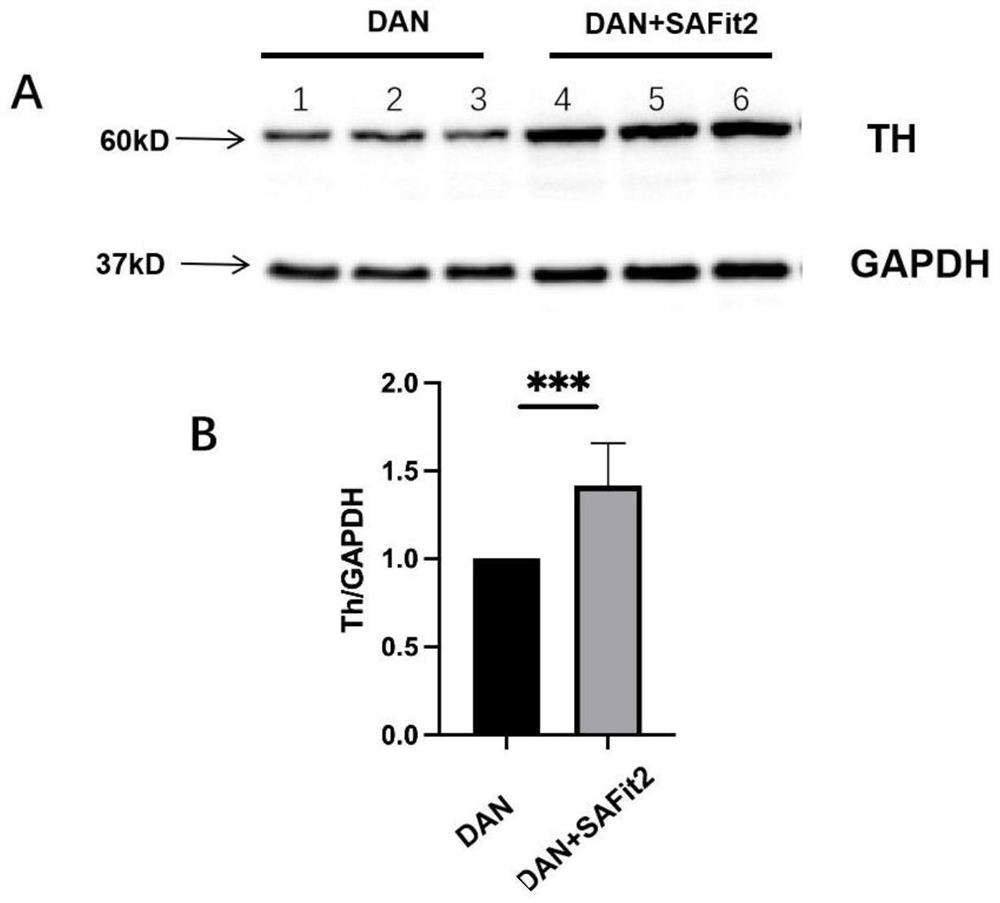 Application of SAFit2 and culture medium in promoting differentiation of human induced pluripotent stem cells to dopaminergic neurons