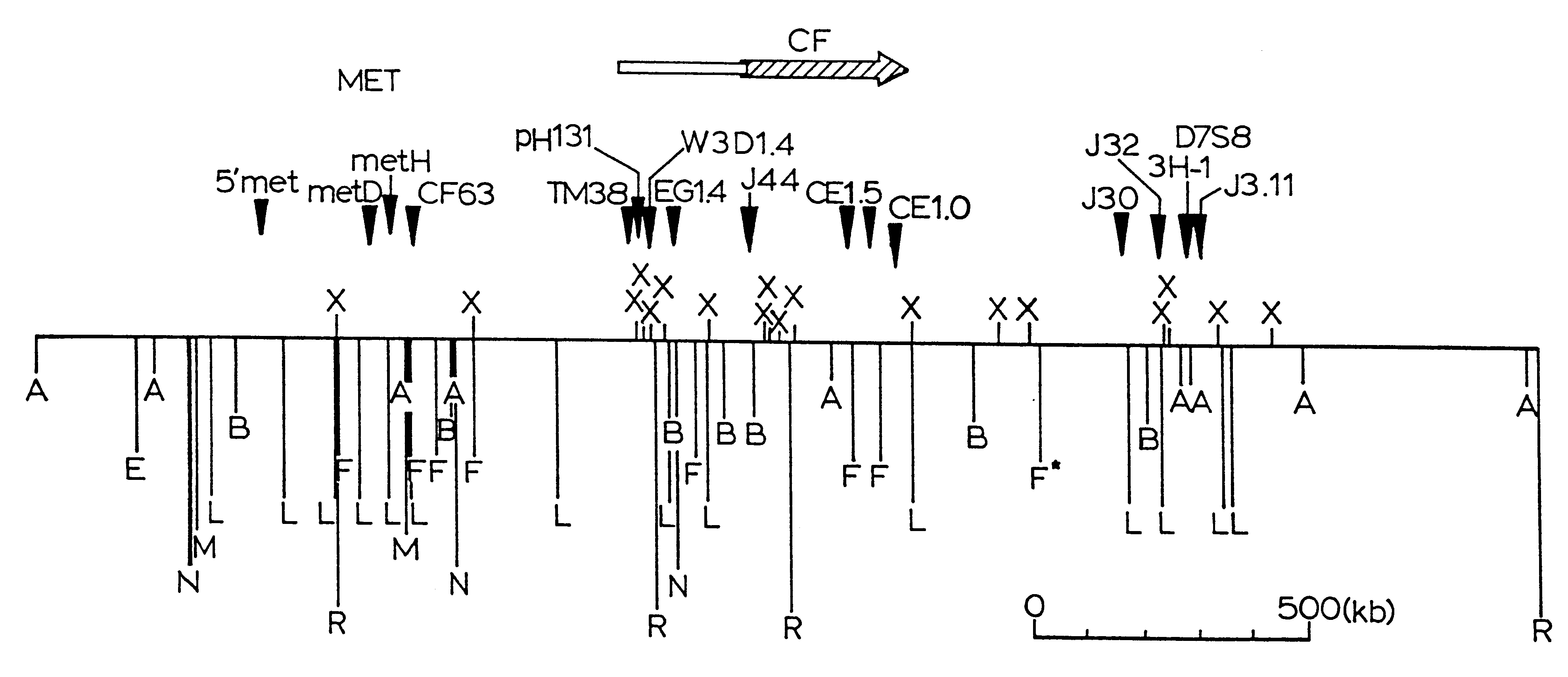 Cystic fibrosis gene