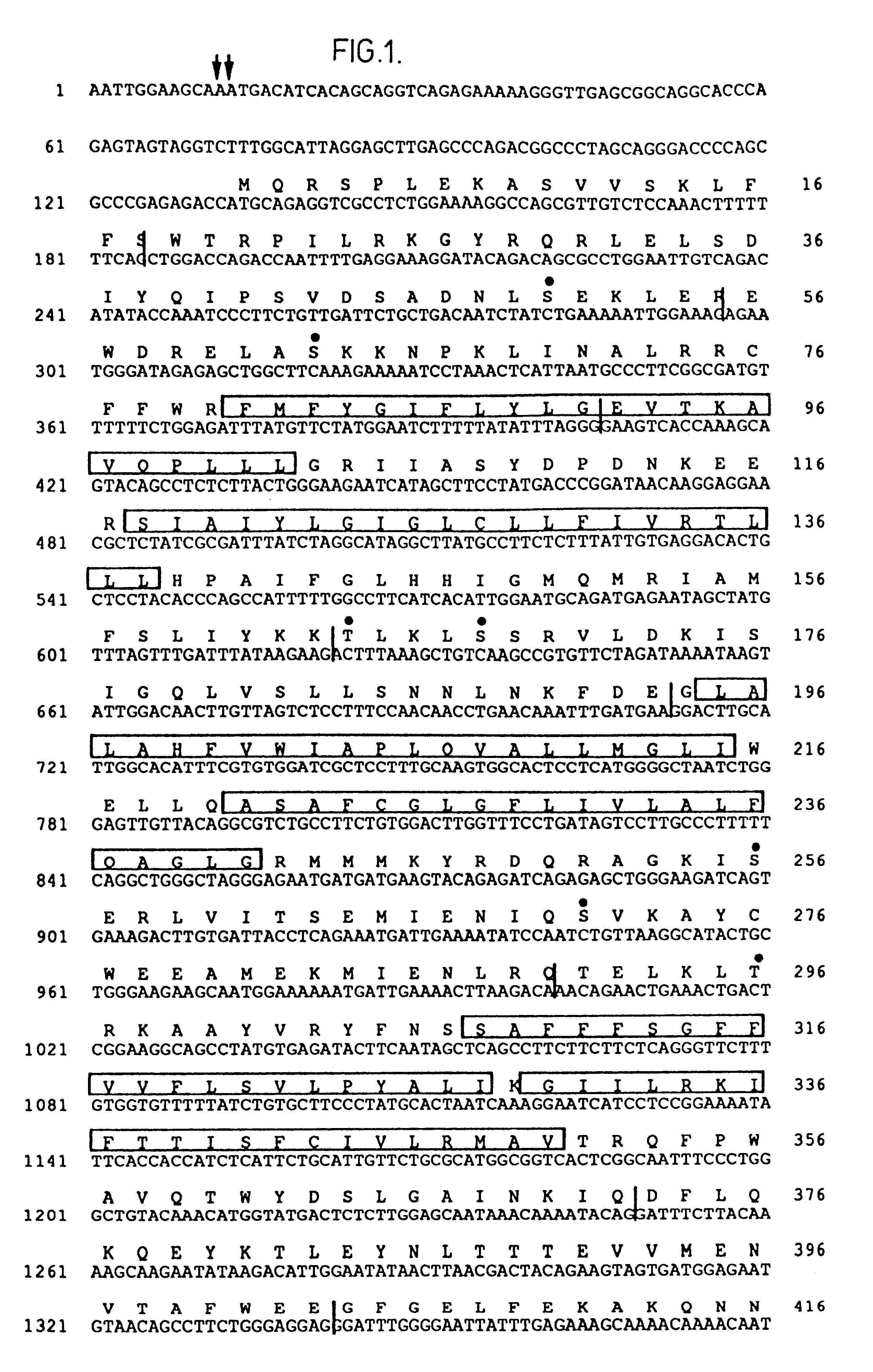 Cystic fibrosis gene