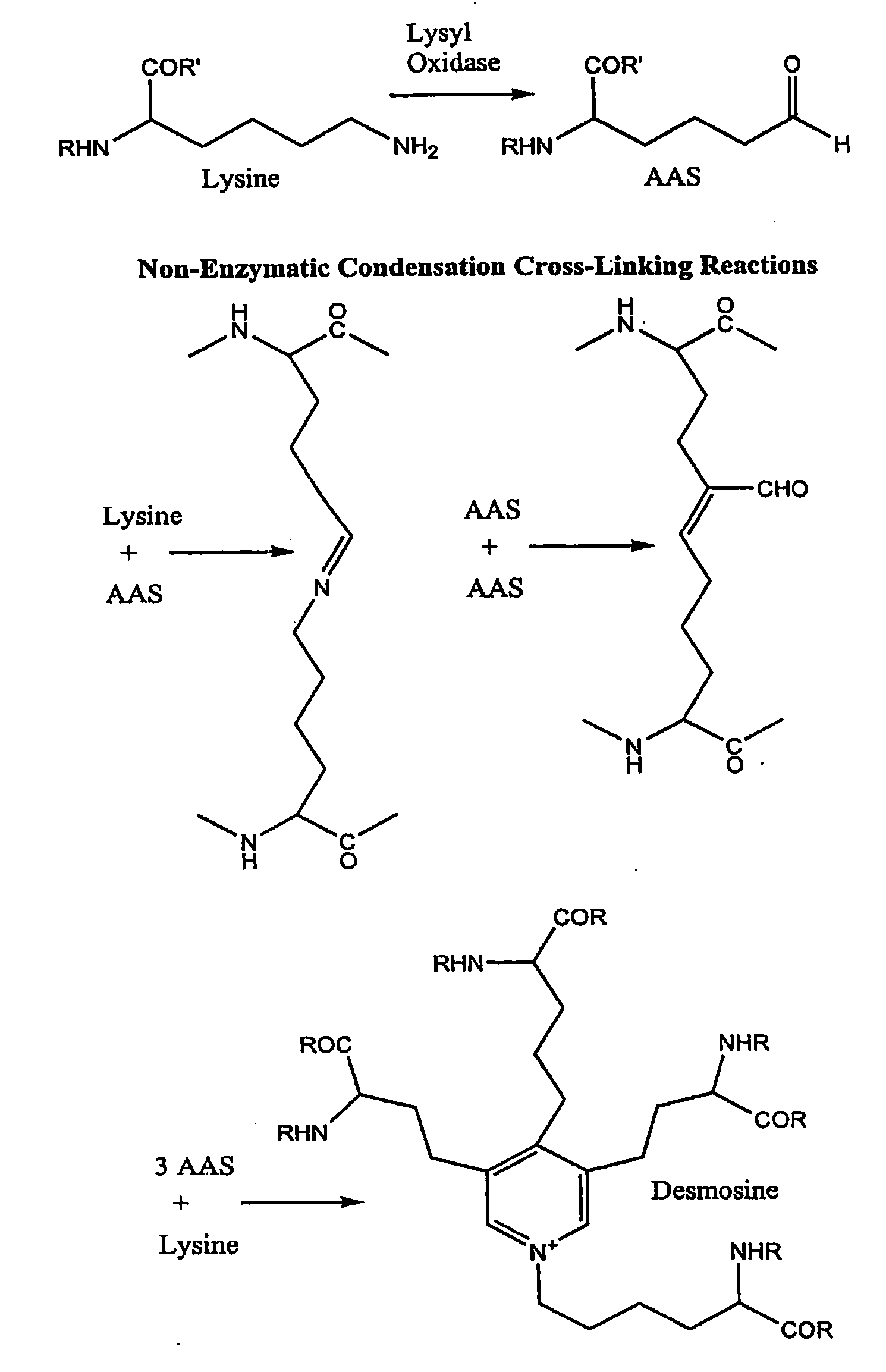 Wound healing compositions and methods using tropoelastin and lysyl oxidase