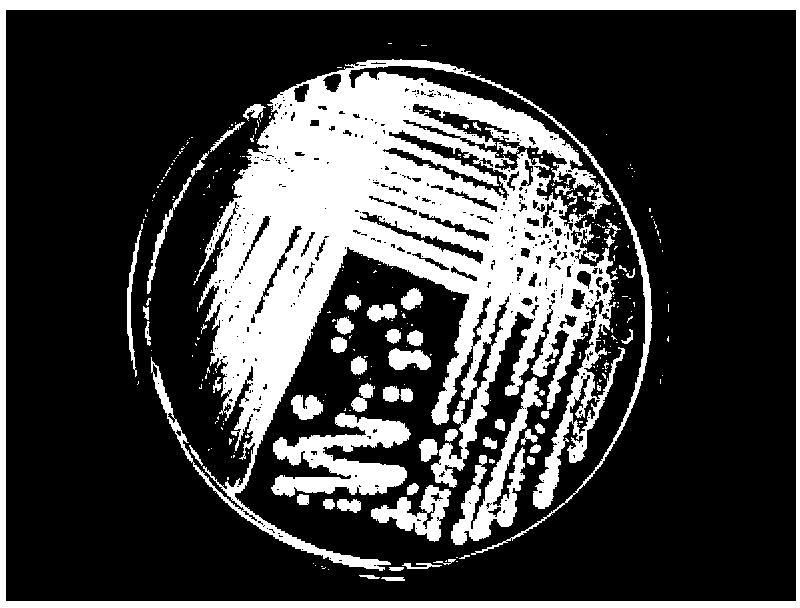 Straw degradation actinomycete and application thereof