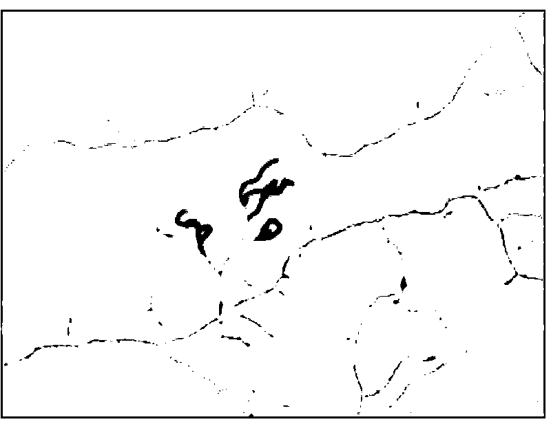 Straw degradation actinomycete and application thereof