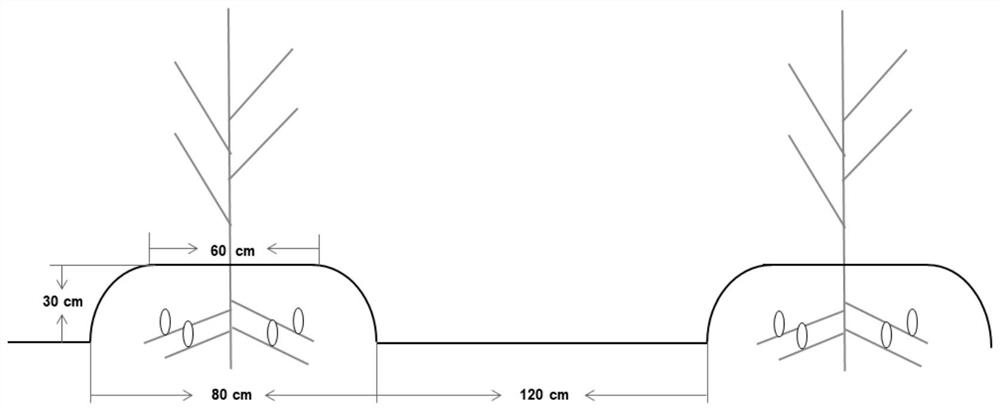 A cultivation method of Cistanche tubulosa suitable for saline-alkali areas in the Yellow River Delta