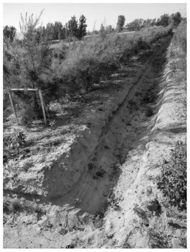 A cultivation method of Cistanche tubulosa suitable for saline-alkali areas in the Yellow River Delta