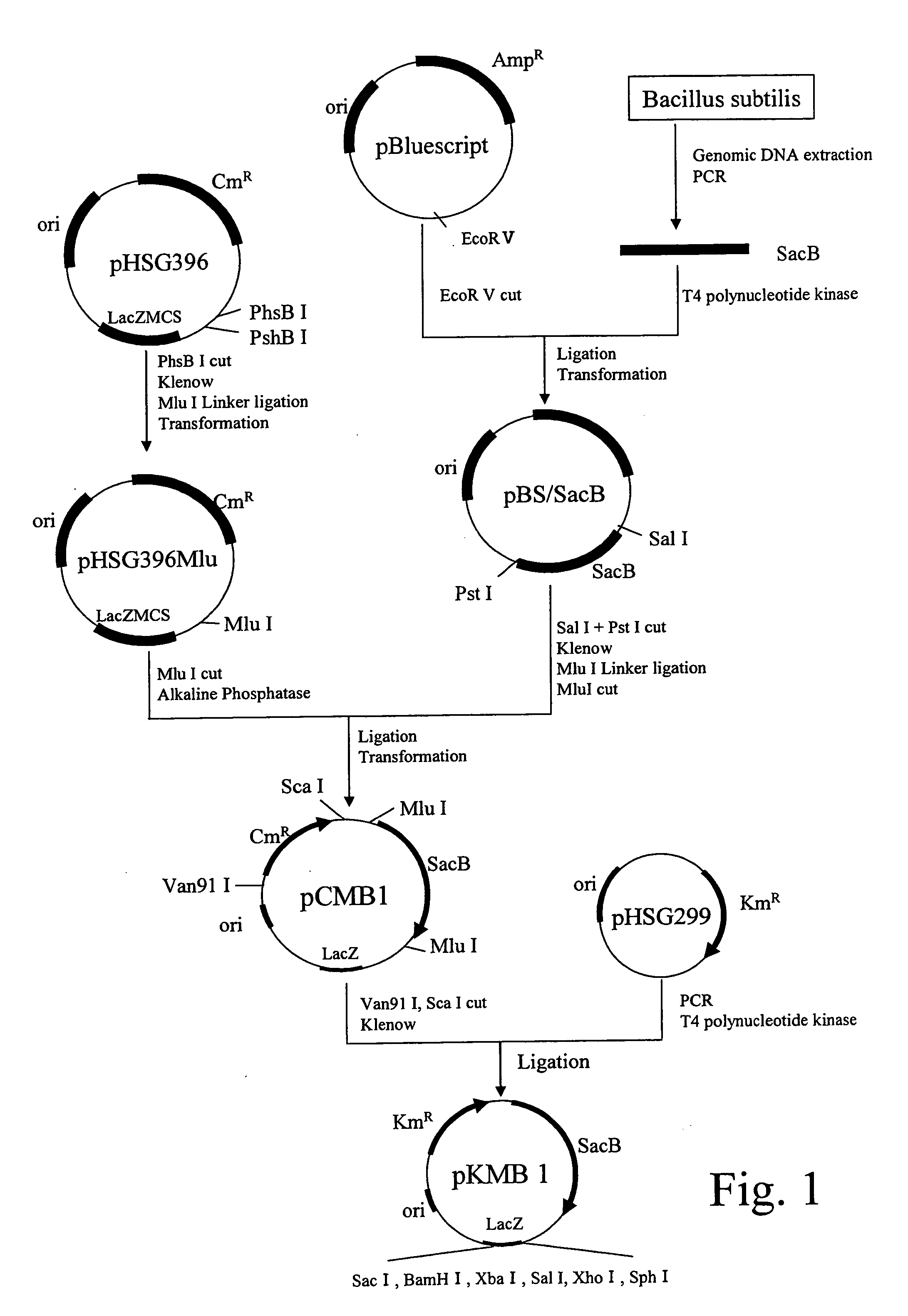 Method for producing non-amino organic acid