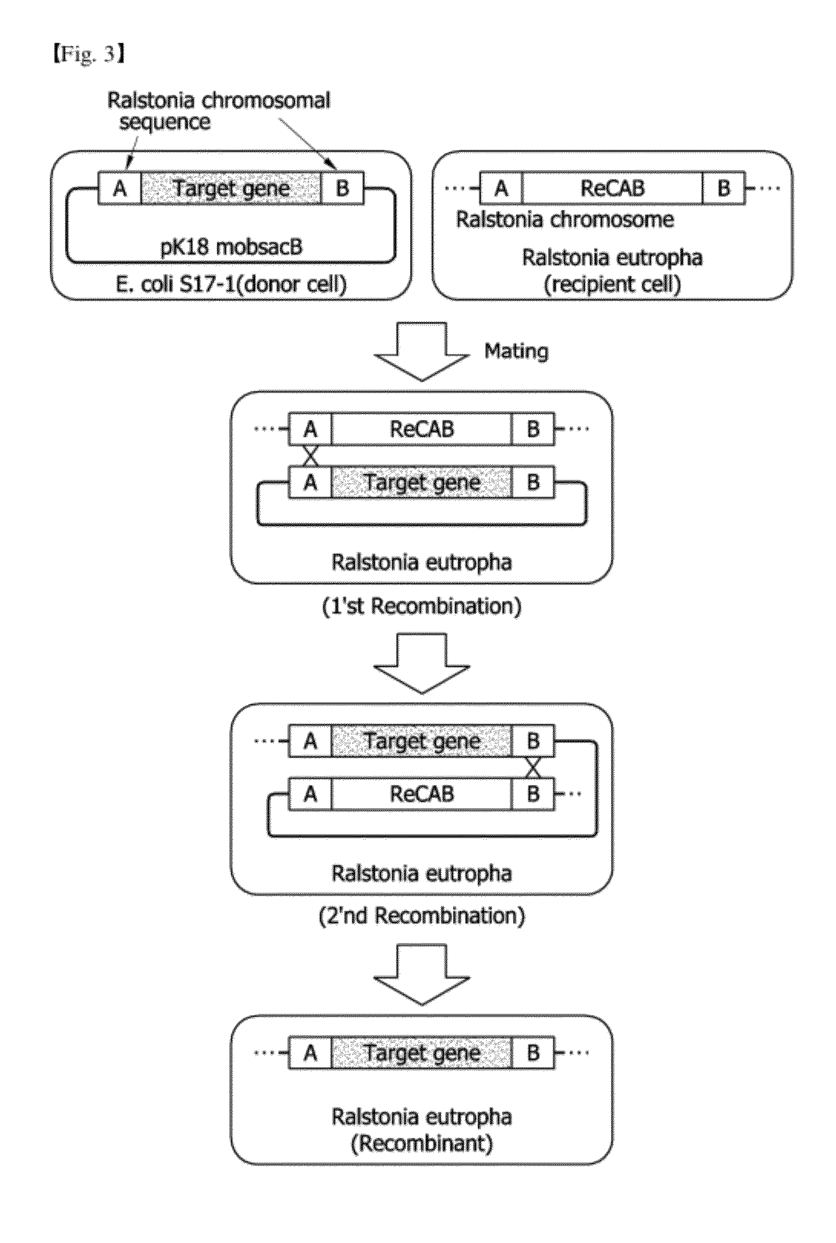 Recombinant ralstonia eutropha capable of producing polylactic acid or polylatic acid compolymer, and method for producing polylactic acid or polylatic acid copolymer using same