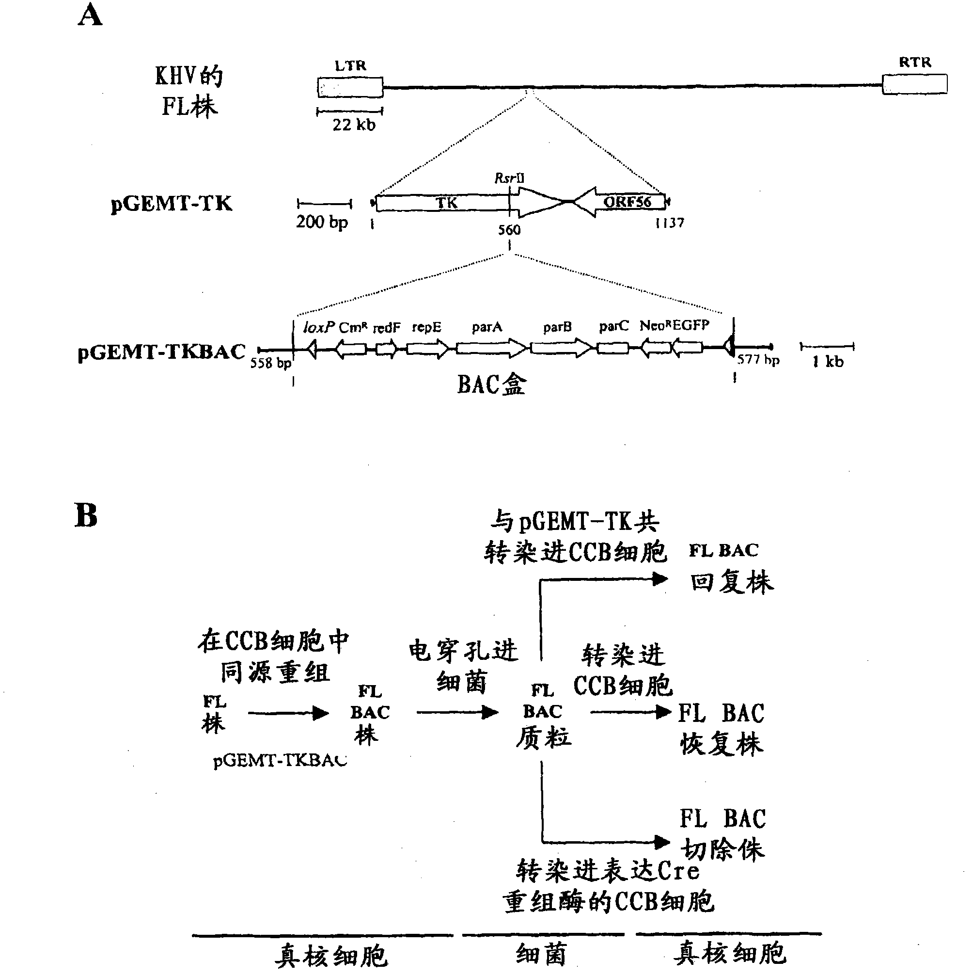 Recombinant koi herpesvirus (KHV) or cyprinid herpesvirus 3 (CyHV-3) and vaccine for the prevention of disease caused by KHV/CyHV-3 in cyprinus carpio carpio or cyprinus carpio koi