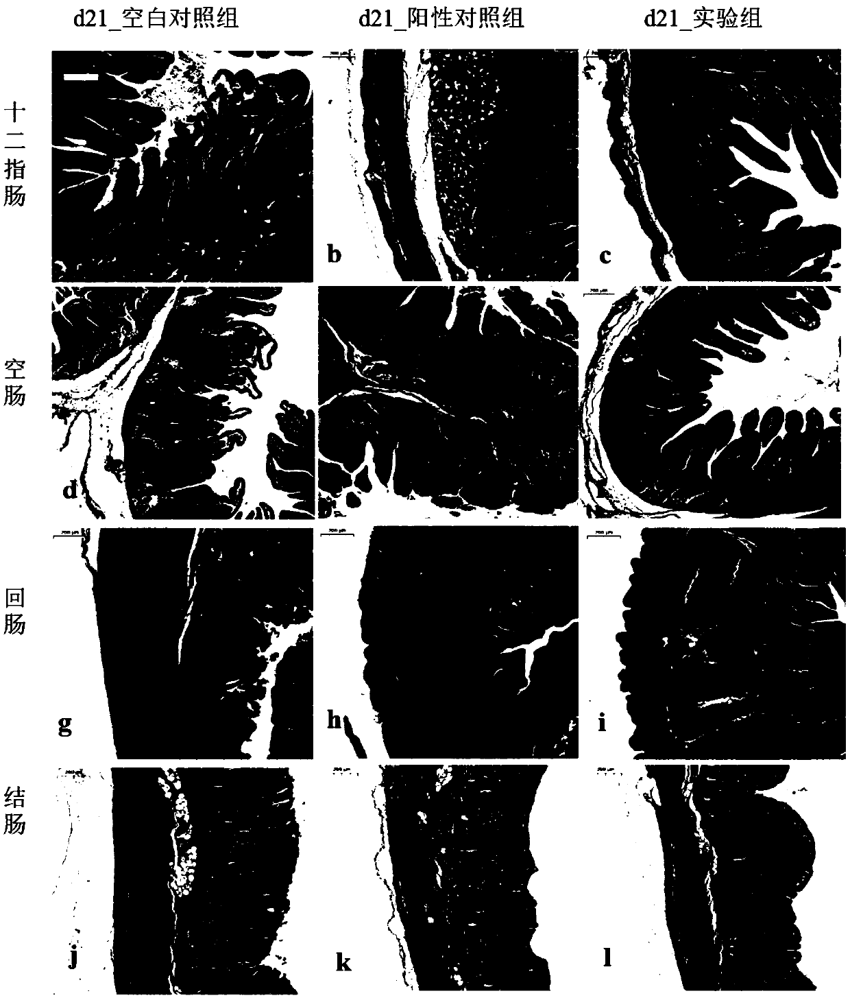 Probiotic preparation and application thereof