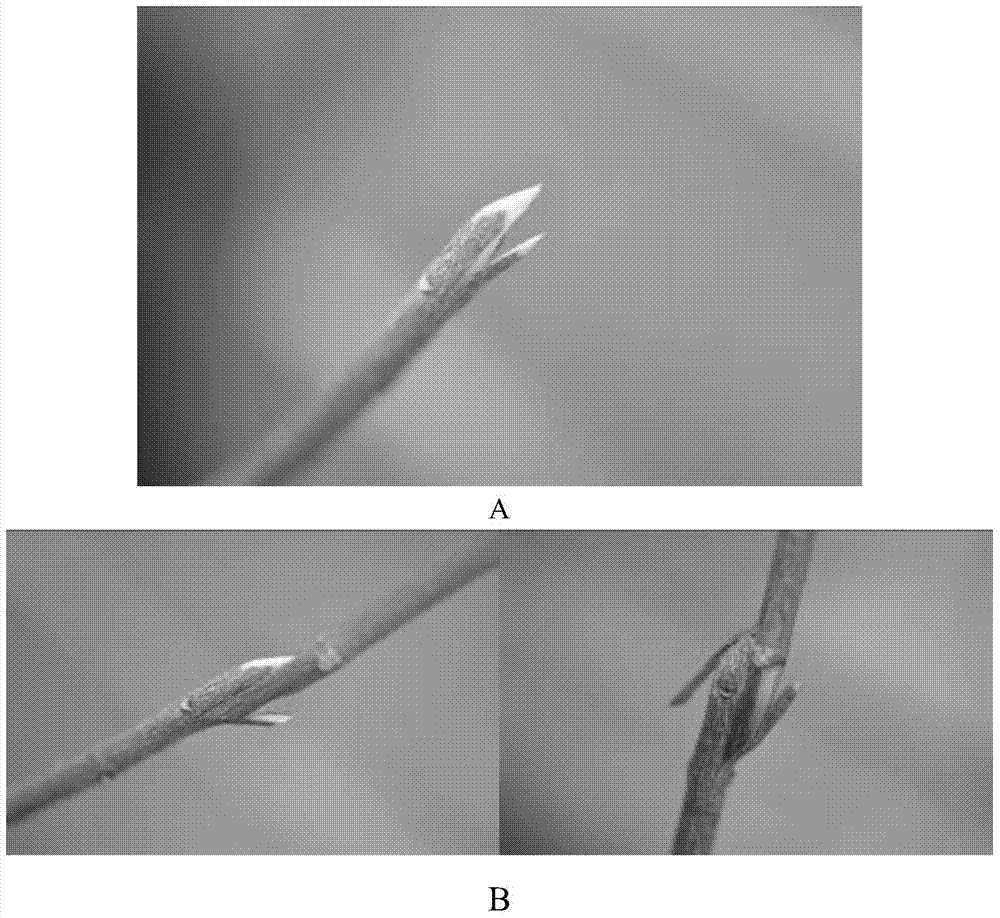 A kind of seedling raising method of different stock grafting of Fiji sandalwood