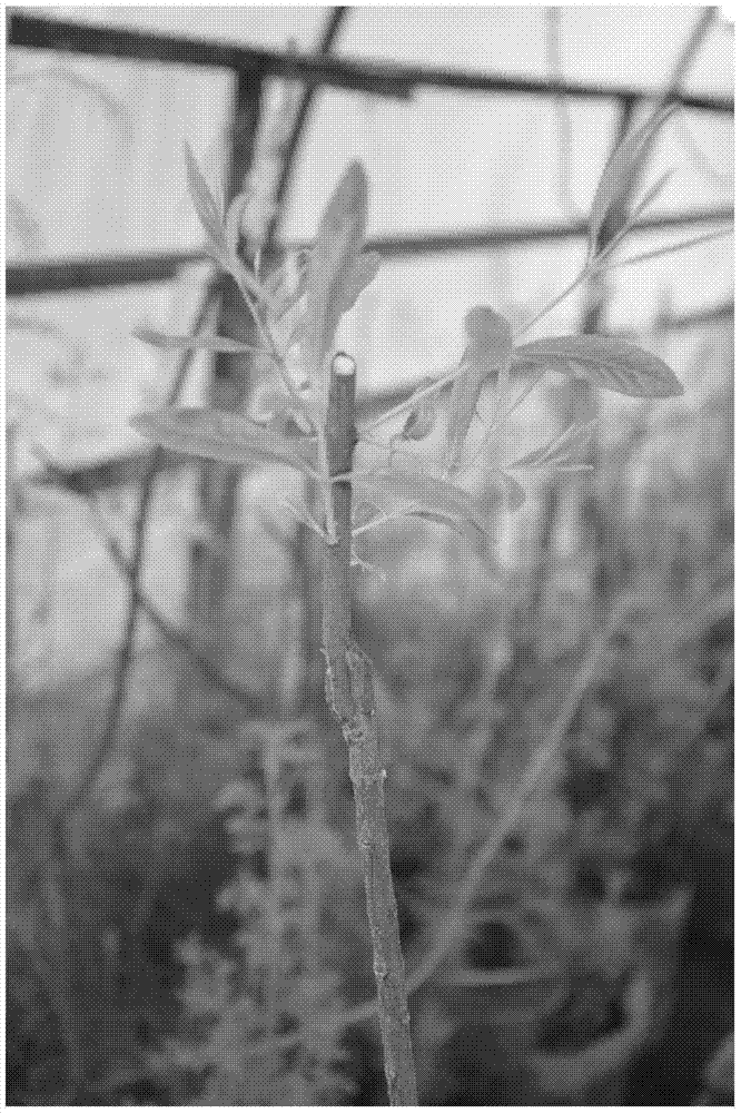 A kind of seedling raising method of different stock grafting of Fiji sandalwood