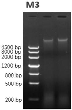 Application of needle mushroom genes Fvegt1, Fvegt2 and Fvegt3 to synthesis of ergothioneine