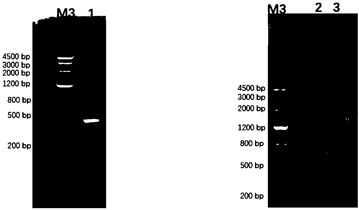 Application of needle mushroom genes Fvegt1, Fvegt2 and Fvegt3 to synthesis of ergothioneine